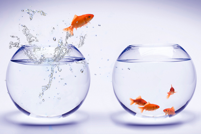 Poissons rouges sautant d'un aquarium
